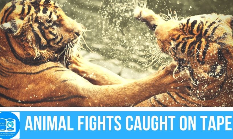 Animal Planet - Most Amazing Moments Of Wild Animal Fights Eachother - Caught On Camera