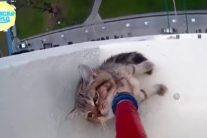 Animal Rescue Compilation #rescuedog   #dogvideo