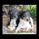 Animal Rescue QLD Puppy Farm Rescue