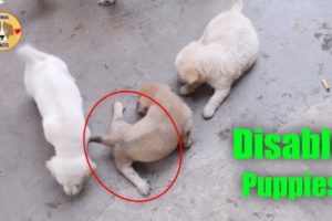 Animal Rescue Team Found Cute Disable Puppies & their Mother in Binh Duong VietNam