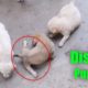 Animal Rescue Team Found Cute Disable Puppies & their Mother in Binh Duong VietNam
