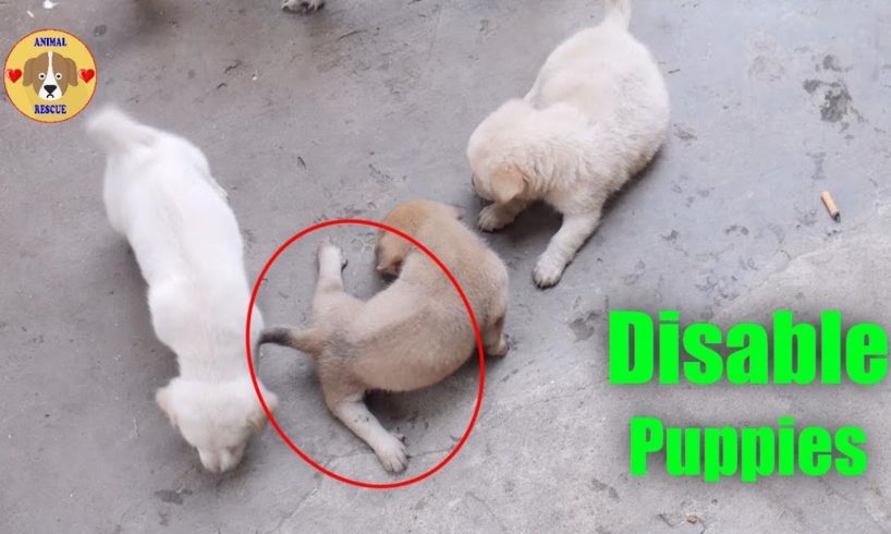 Animal Rescue Team Found Cute Disable Puppies & their Mother in Binh Duong VietNam