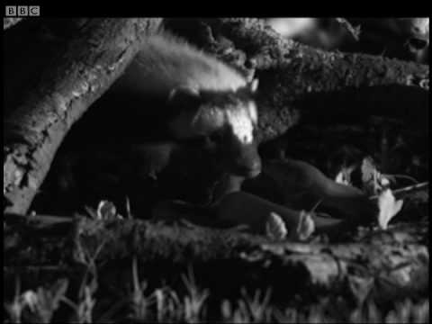 Animal fight: Skunk (Zorillo) vs Snake | Cats Under the Serengeti Stars | BBC