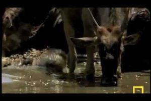 Animal fights - All APEX Predators