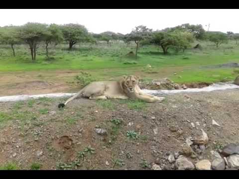 Animal fights | Lions attacks fail | Animal to Death Lion vs Tiger Real Fight in Jungle I HOT Battle