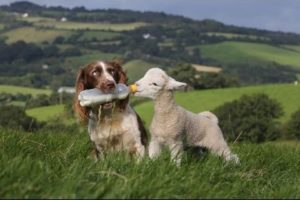 Animals And Their Amazing Best Friends