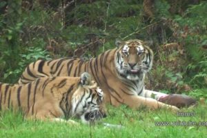 Animals At Worburn Safari Park