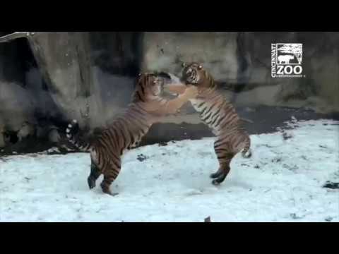 Animals, Including Fiona, Enjoying a Snow Day - Cincinnati Zoo