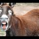 Animals Making Funny Noises - A Funny Animal Sounds Compilation 2016