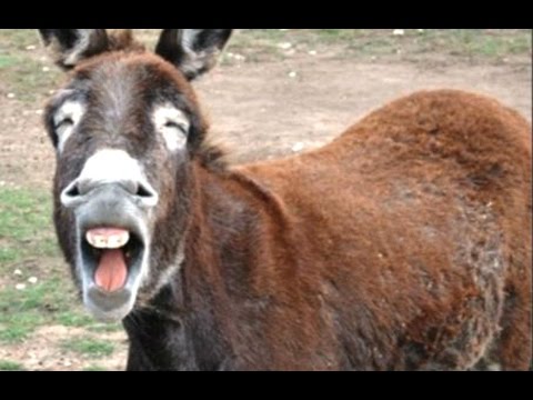 Animals Making Funny Noises - A Funny Animal Sounds Compilation 2016