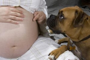 Animals Reaction to Pregnant Women - Animals Love and Protects Pregnant Women Compilation  2018