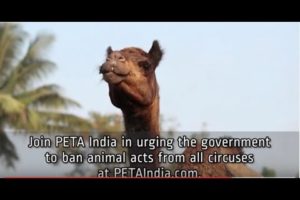 Animals Rescued From Great Indian Circus