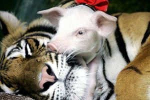 Animals Who Adopt Other Animals: Compilation