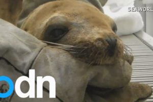 Animals rescued from California oil spill