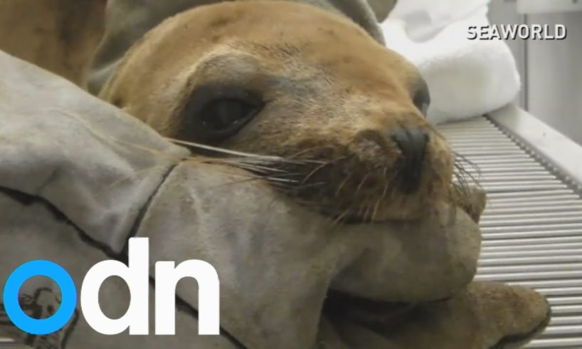 Animals rescued from California oil spill