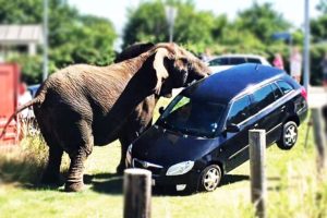 Animals vs Vehicles - Funny Videos 2018