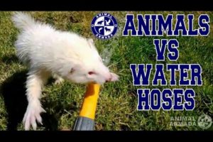 Animals vs Water Hoses Compilation