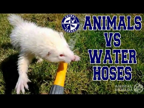 Animals vs Water Hoses Compilation