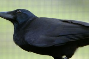 Are Crows the Ultimate Problem Solvers? | Inside the Animal Mind | BBC Earth