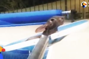 Awesome Man Rescues Bunny Drowning in Pool  | The Dodo