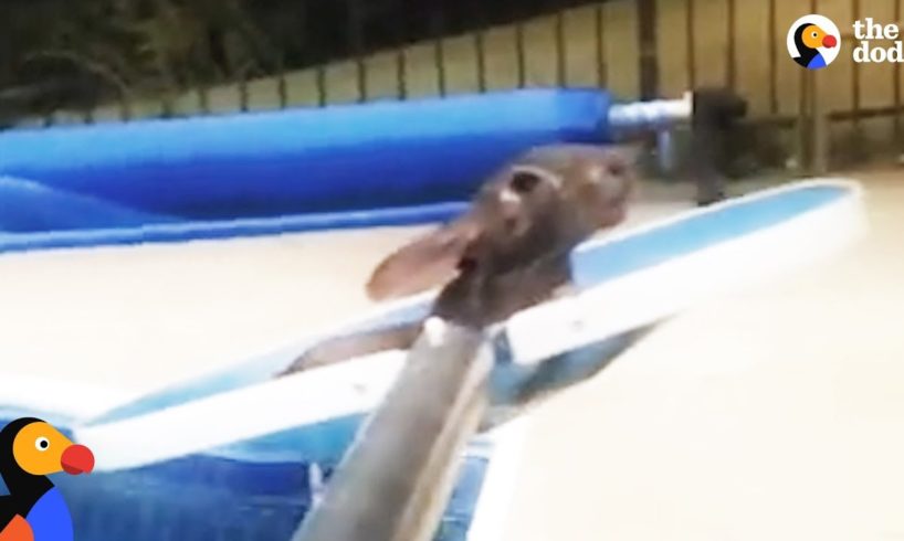 Awesome Man Rescues Bunny Drowning in Pool  | The Dodo