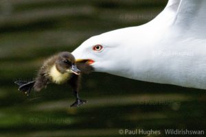 Awesome ducks fight a bird eating ducklings in an epic seagull confrontation.