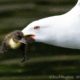 Awesome ducks fight a bird eating ducklings in an epic seagull confrontation.