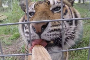 BIG CATS Getting Snacks!