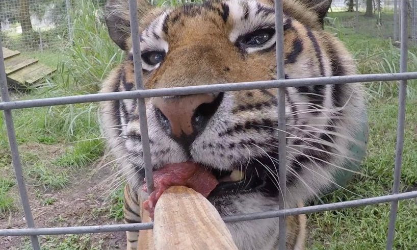 BIG CATS Getting Snacks!