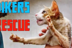 BIKER RESCUES CAT | BEST of KIND BIKERS