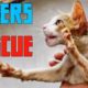 BIKER RESCUES CAT | BEST of KIND BIKERS