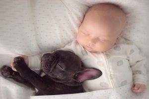Babies Sleeping With Puppies, Cats And Dogs - Cutest Video Challenge - So Sweet!