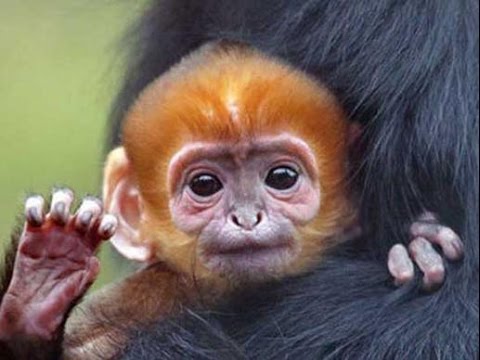 Baby Animals - A Funny Cute Baby Animals Videos Compilation 2016