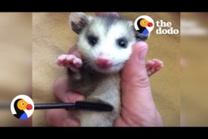 Baby Animals Rescued with Mascara Brushes | The Dodo