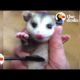 Baby Animals Rescued with Mascara Brushes | The Dodo