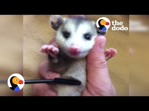 Baby Animals Rescued with Mascara Brushes | The Dodo