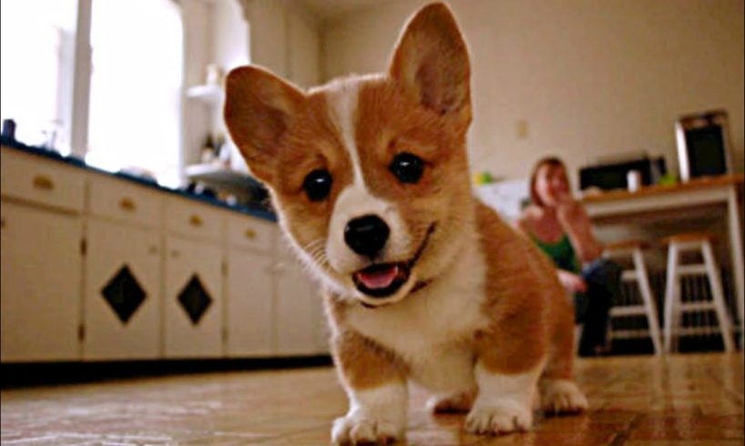 Baby Corgi Puppies who are too Cute to be Real