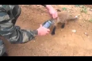 Baby Fox Rescued from Jar Funny Animals Funny Animal Videos