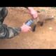 Baby Fox Rescued from Jar Funny Animals Funny Animal Videos