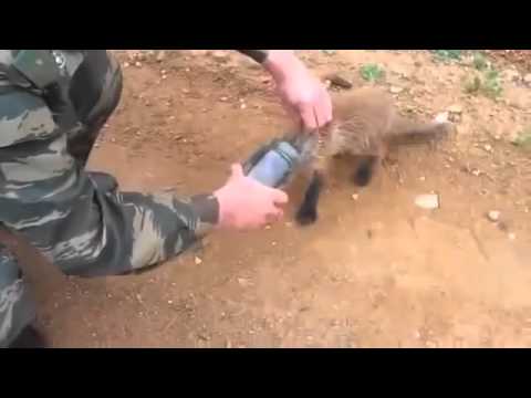 Baby Fox Rescued from Jar Funny Animals Funny Animal Videos