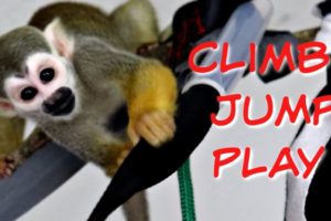 Baby Monkey Jumping, Climbing, and Playing with New Toys! #FUN