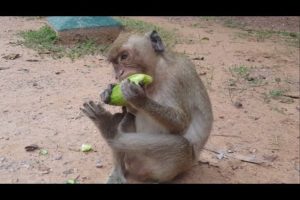 Baby Monkeys Eat Cucumber fruit - monkeys playing so very happy | Animals Life | pc5