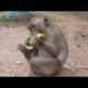 Baby Monkeys Eat Cucumber fruit - monkeys playing so very happy | Animals Life | pc5