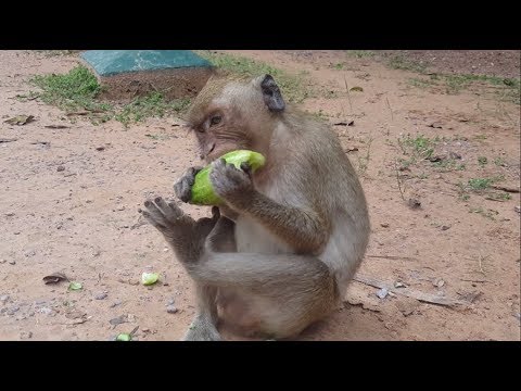 Baby Monkeys Eat Cucumber fruit - monkeys playing so very happy | Animals Life | pc5