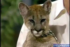 Baby Mountain Lion Stares Down Johnny Carson, Apr 1986, Part 3