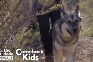 Baby Wolf Dog Bounces Back After Rough Start | The Dodo Comeback Kids | The Dodo Comeback Kids