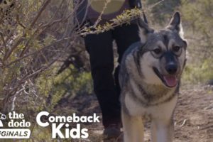 Baby Wolf Dog Bounces Back After Rough Start | The Dodo Comeback Kids  | The Dodo Comeback Kids