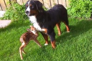 Baby deer rescue and release