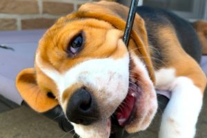 Beagle Puppy Compilation : Cute and Funny Beagle Puppies Playing