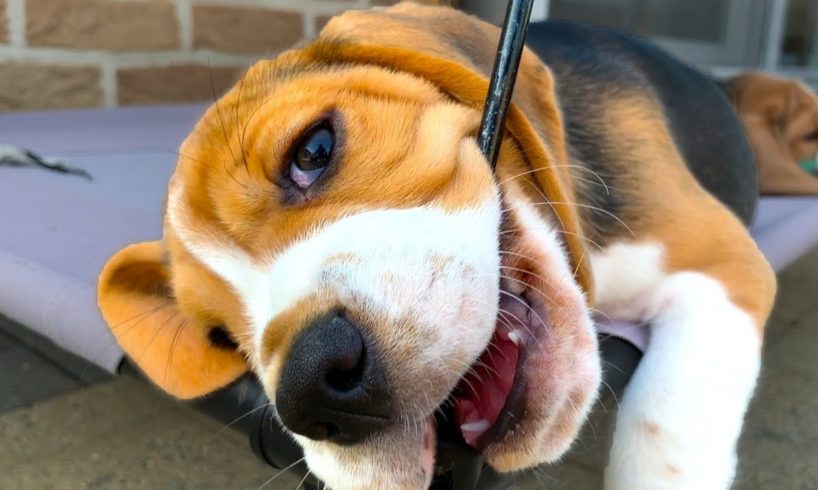 Beagle Puppy Compilation : Cute and Funny Beagle Puppies Playing